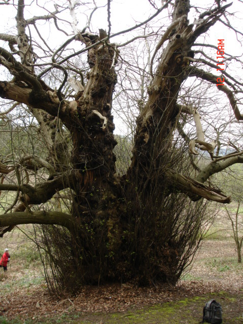 Veteran Sweet Chestnut (1)